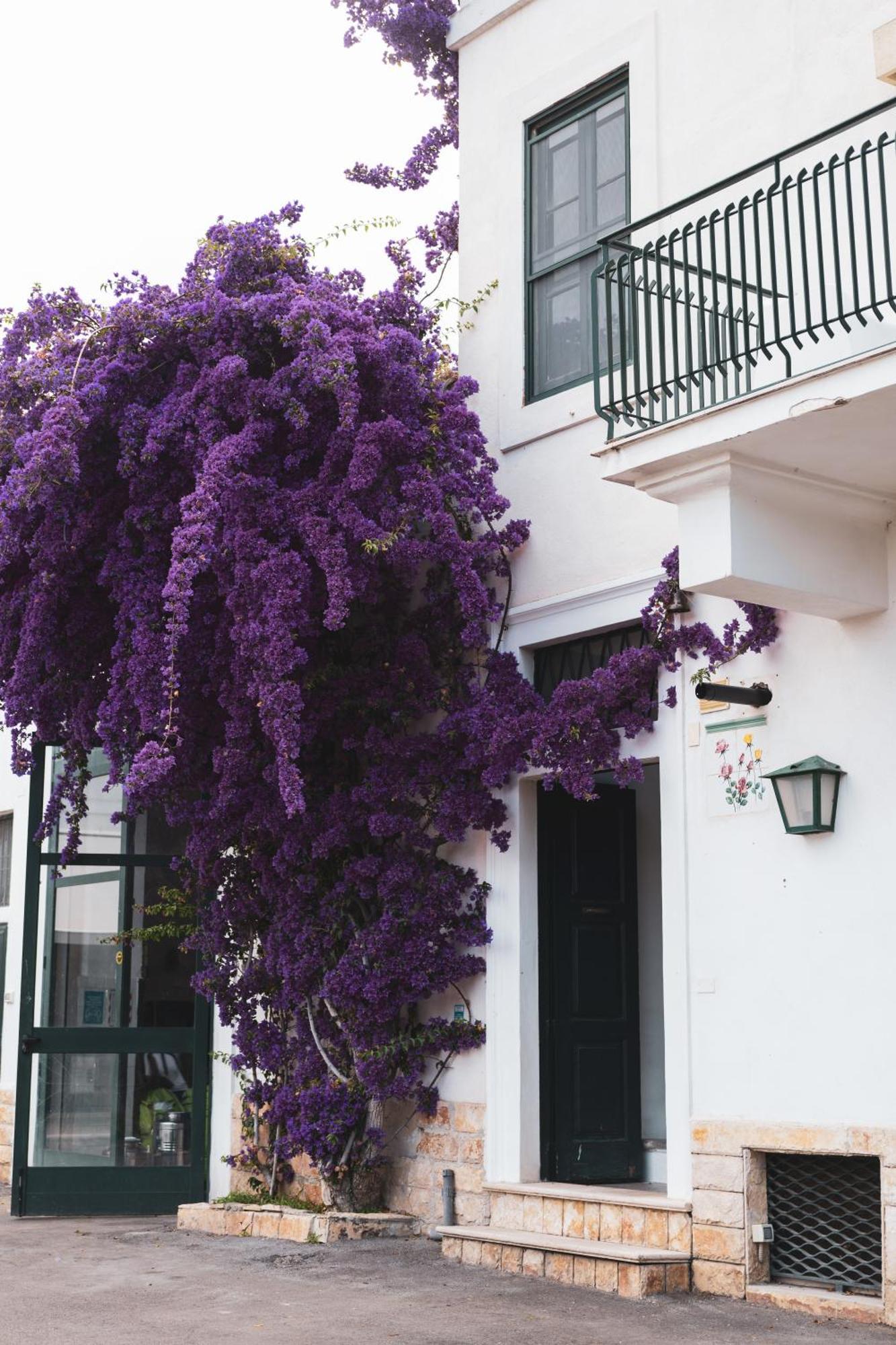 Agriturismo Giorgio Mattinata Dış mekan fotoğraf