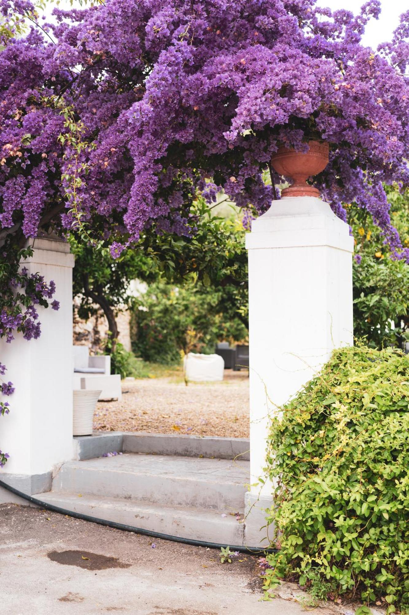 Agriturismo Giorgio Mattinata Dış mekan fotoğraf