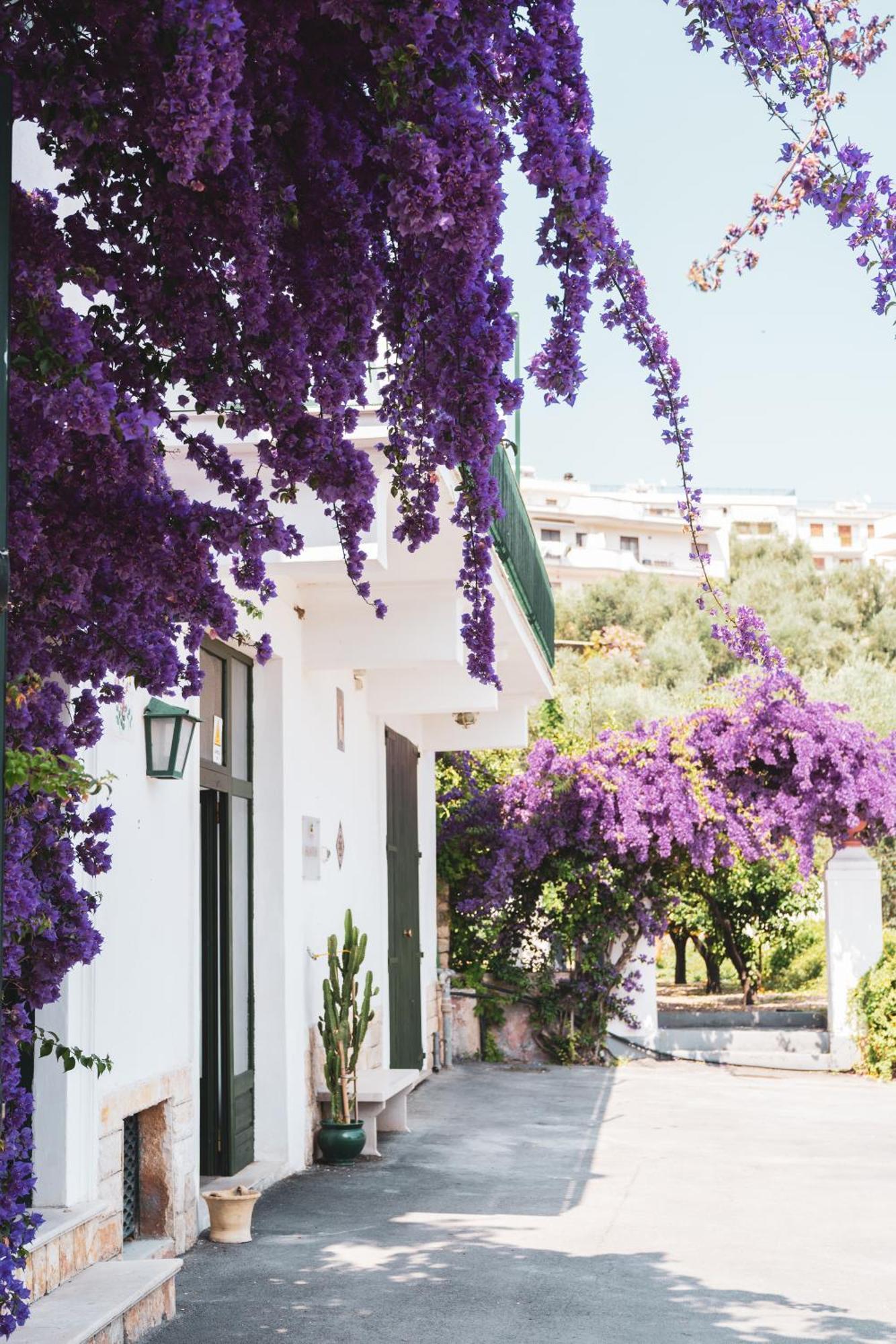 Agriturismo Giorgio Mattinata Dış mekan fotoğraf